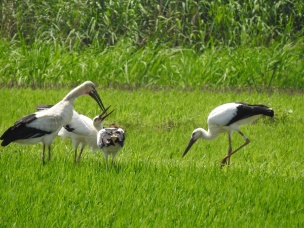 황새축제 관련 사진(황새 모습).