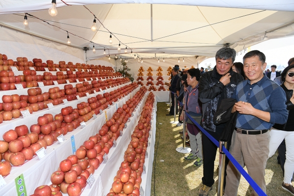 지난 제15회 황토사과축제 모습