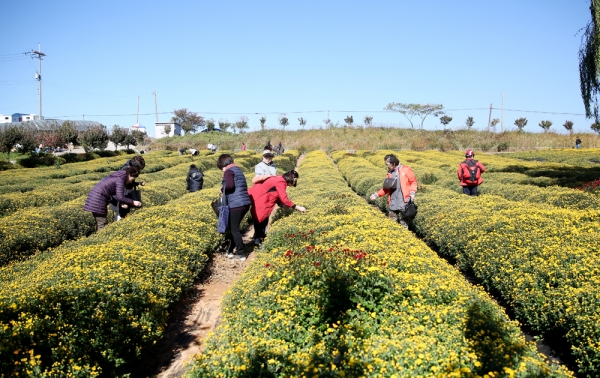 지난 2018 서산국화축제 모습