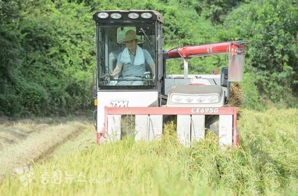 31일 이춘희 세종시장이 직접 콤바인을 운전하며 올해 첫 벼 수확과 관계자들과 결실의 기쁨을 함께 나눴다.