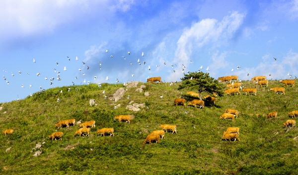 지난 2018년 공모전 사진 금상 작품(이문희 목장4)