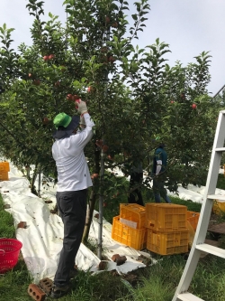 군 공직자들, 수확기에 있는 사과와 배 중․만생종 중심으로 농산물 수확 긴급투입