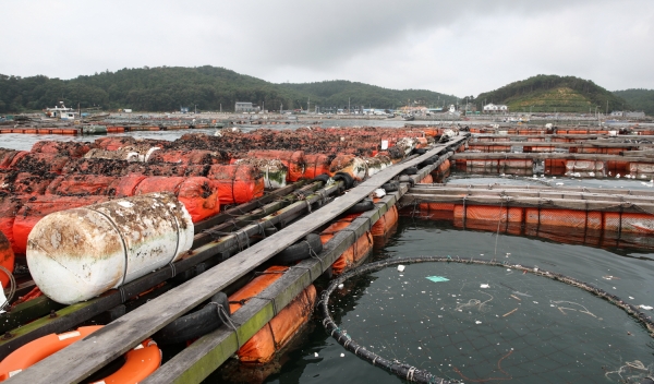 태풍 피해(구매항 양식장)