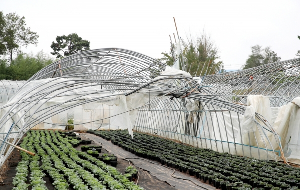 태풍 피해(소원면 시목리 화훼농가).