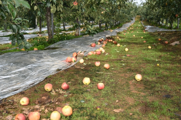 태풍으로 떨어진 사과들