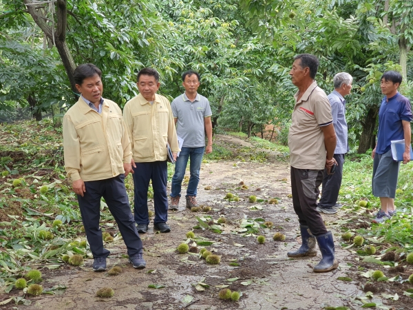 박정현 군수 태풍 피해현장 점검 장면
