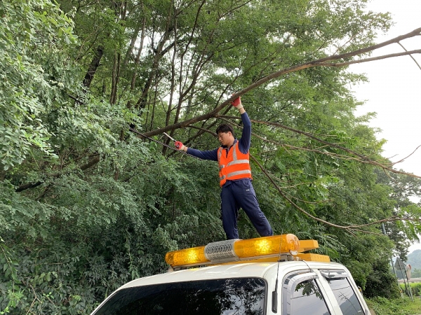 태풍피해 복구 사진(도로변 쓰러진 나무 제거 모습)