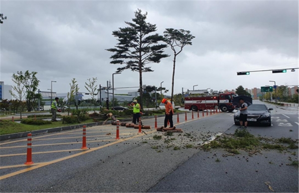 태풍에 쓰러진 가로수 제거 현장 모습