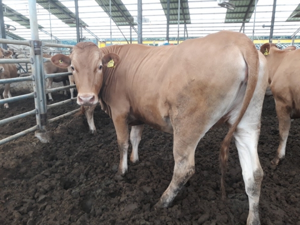 청양군, 일교차 큰 환절기 가축질병 주의 당부