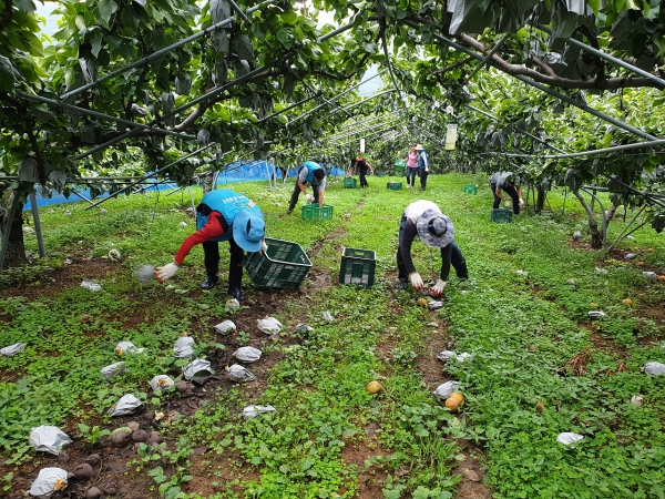 태풍 피해 농가 일손돕기 장면