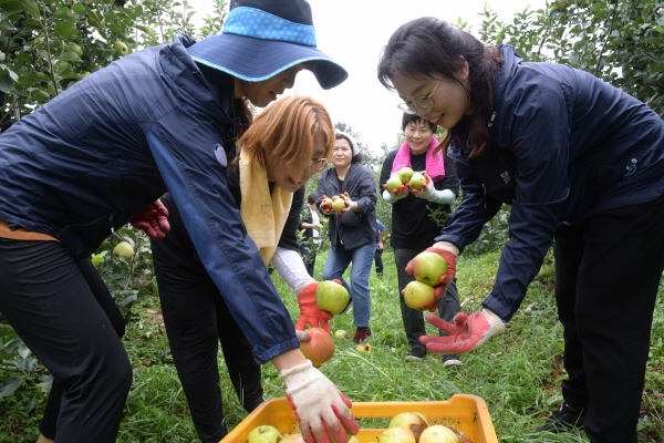 공무원, 유관기관, 군인 등이 함께 일손돕기 희망농가를 대상으로 낙과치우기 봉사 모습