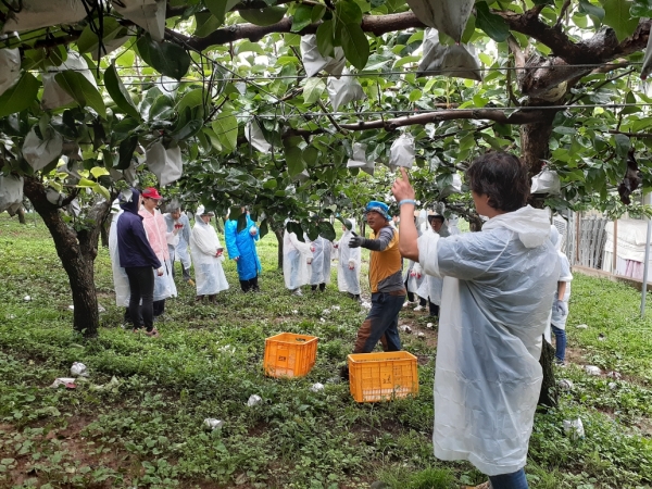 태풍피해 복구 지원_장곡면 배 낙과 농가 지원 사진