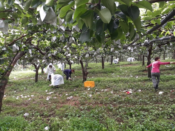 태풍피해 복구 지원_장곡면 배 낙과 농가 지원