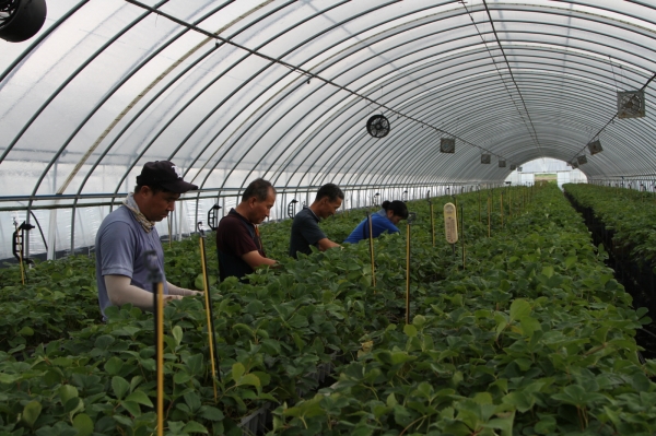 시설채소 재배농가 쿨네트 설치 장면.