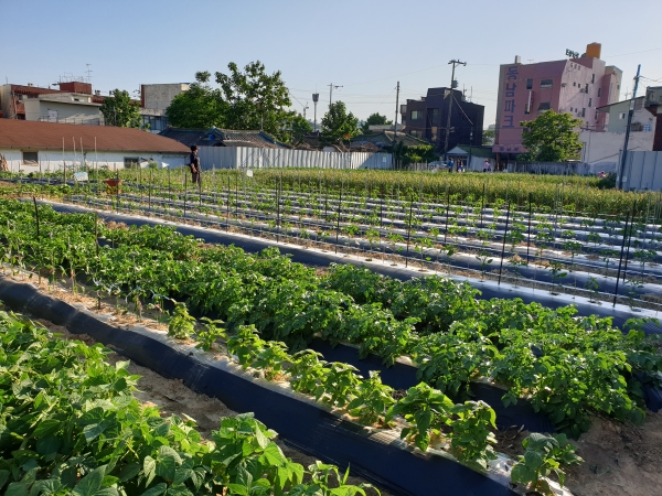 빈집 정비 후 조성된 텃밭