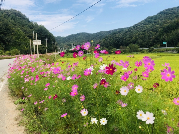 공주 탄천면에 핀 가을꽃 (코스모스)