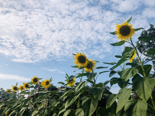 공주 탄천면에 핀 가을꽃 (해바라기)