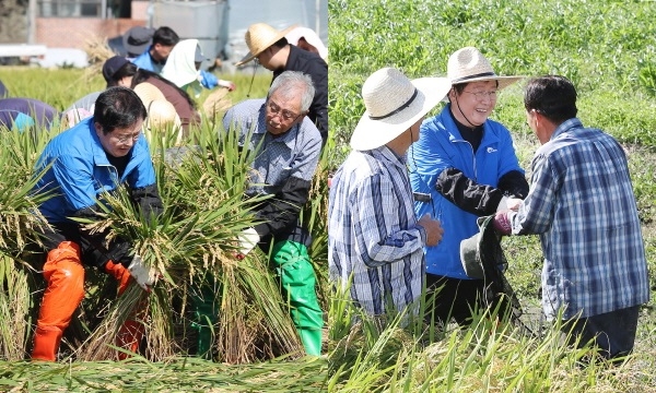 태풍피해현장 일손돕기 봉사활동을 펼치고 농민들을 위로하고 있는 장종태 구청장