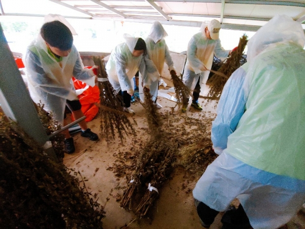 서구 자원봉사센터 봉사자 30여 명이 충북 영동의 한 농가에서 깨 터는 작업을 하고 있다