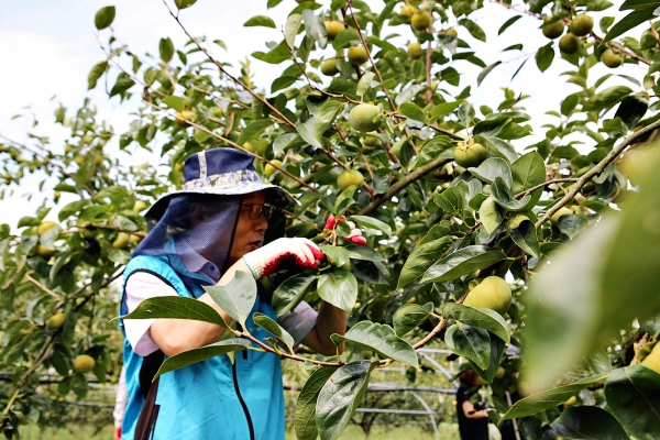 25일 이종옥 부사장과 직원들은 영암 감재배농가 태풍피해 복구작업을 도왔다