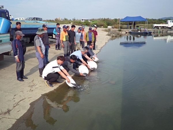 삽교호에서 치어 방류 모습