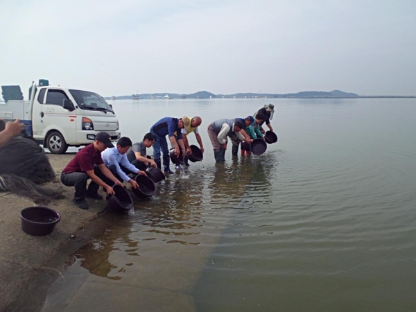 아산호에서 치어 방류 모습