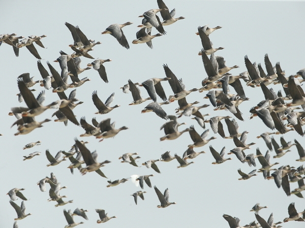 천수만 겨울철새들의 힘찬 날갯짓