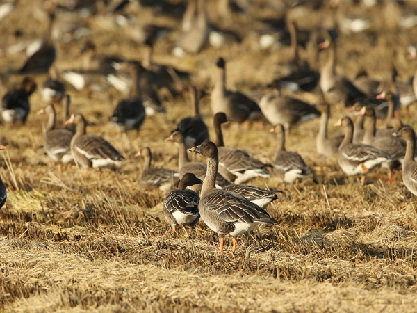 천수만 겨울철새들의 힘찬 날갯짓