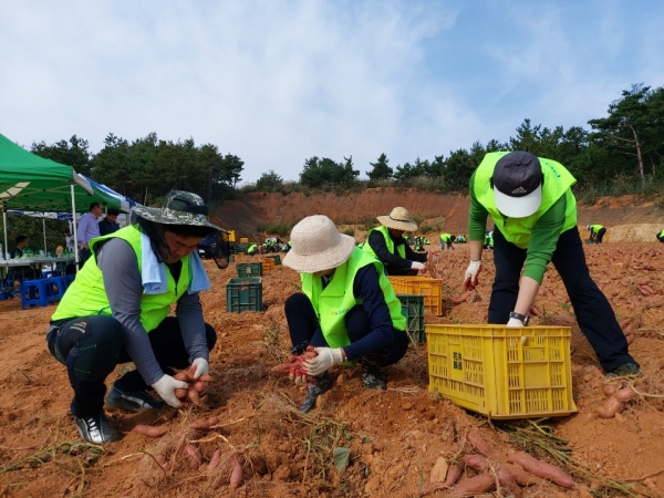 고구마수확 일손지원