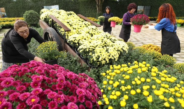 대청호자연생태관 국화전시회 준비 모습