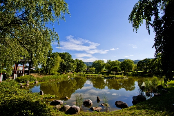 삼거리공원 능수버들