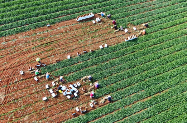 총각무 수확현장 모습