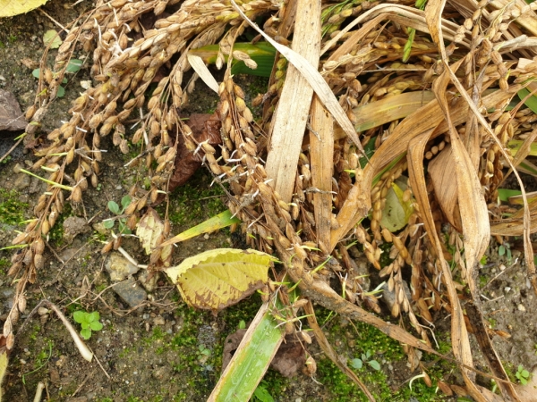 연이은 태풍으로 인해 수확기 낟알에서 싹이 트는 수발아 피해를 입은 벼