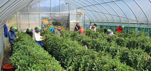 청양군 공직자들 수확기 일손돕기 구슬땀.