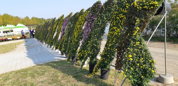 제13회 아산시국화전시회 개최