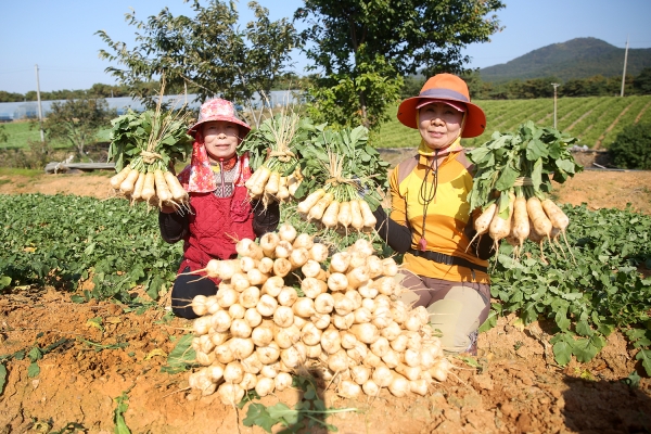 총각무 수확 모습