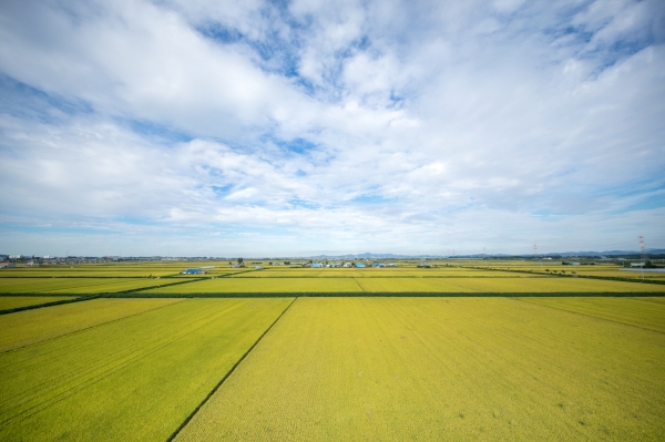 신리성지 소들평야 가을 (논 들판).