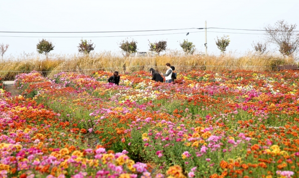18만명이 다녀간  지난 2018년 서산국화축제 모습