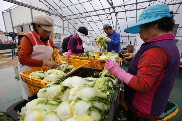 태안군 고남면 ‘안면도 농수산’ 절임배추 작업 모습.
