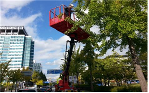 크레인 은행열매수거작업