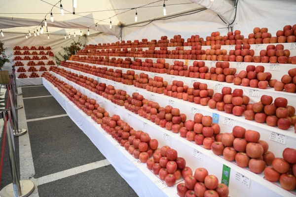 예산황토사과 품평회에 전시된 사과들