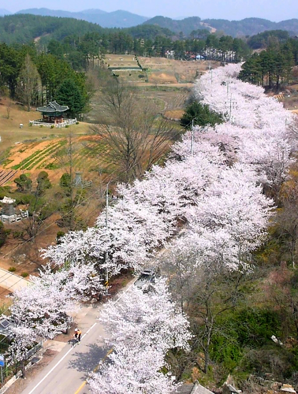 오동선 대청호 벚꽃길
