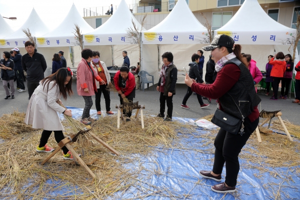 달빛 문화 갈대 축제