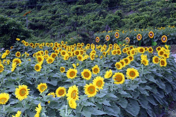 흥림 해바라기 축제 마을 모습