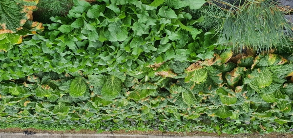 김장용 채소 수확_저장 방법 홍보