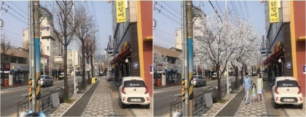 우암로 가로수 교체사업 전, 후