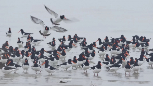 23일 철새서식지 국제 세미나 개최