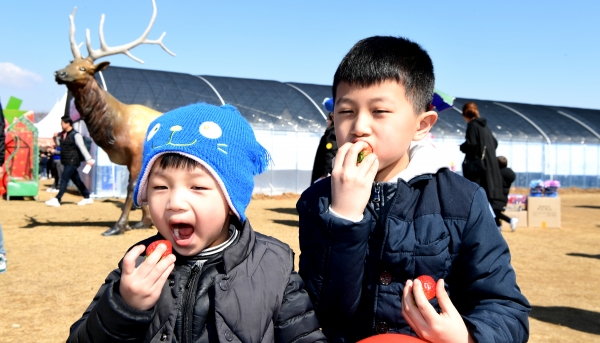 지난 논산딸기축제 모습 / 딸기는 맛있다