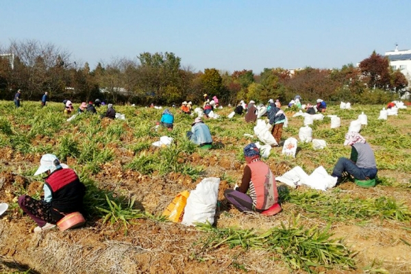 농작업 지원단 활동 모습