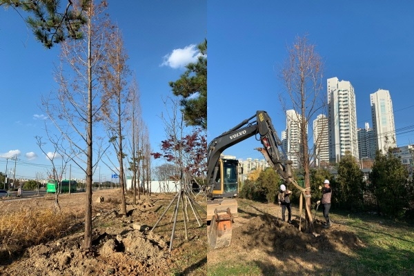 오는 18일까지 중촌근린공원과 교통섬 등 11개소에 그늘목 116주를 심어 다가올 내년 여름 폭염으로부터 시민을 보호한다.